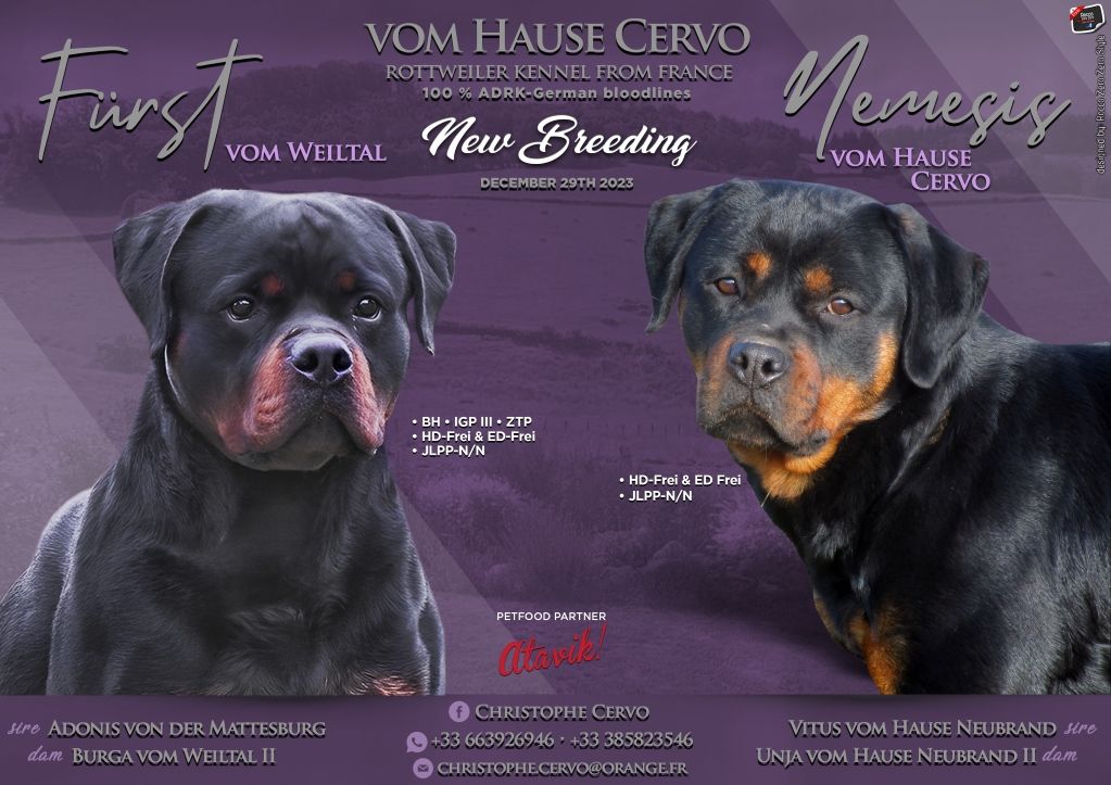 Vom Hause Cervo - Chiot disponible  - Rottweiler