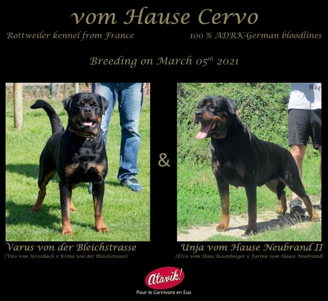 Vom Hause Cervo - Rottweiler - Portée née le 09/05/2021