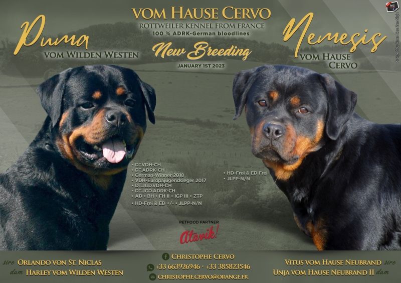 chiot Rottweiler Vom Hause Cervo