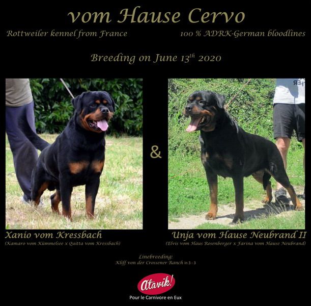 Vom Hause Cervo - Rottweiler - Portée née le 17/08/2020