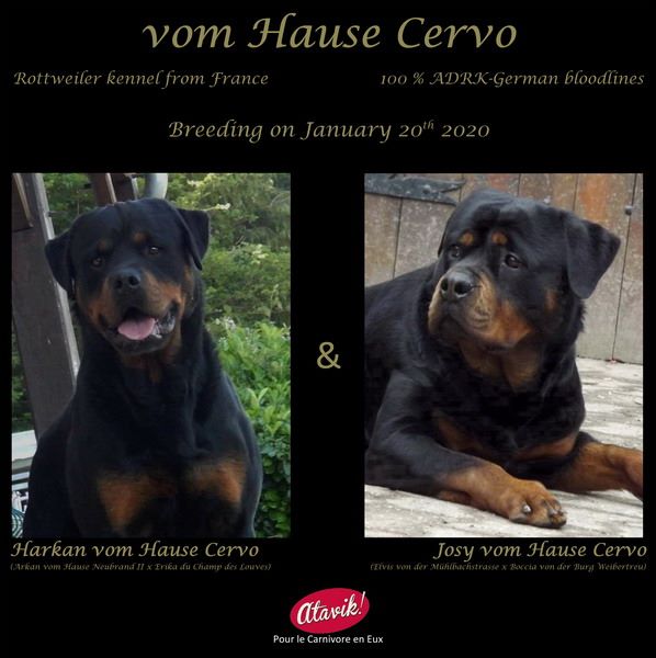 Vom Hause Cervo - Rottweiler - Portée née le 24/03/2020