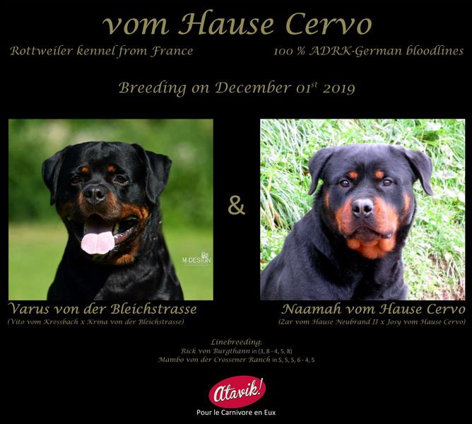 Vom Hause Cervo - Rottweiler - Portée née le 03/02/2020