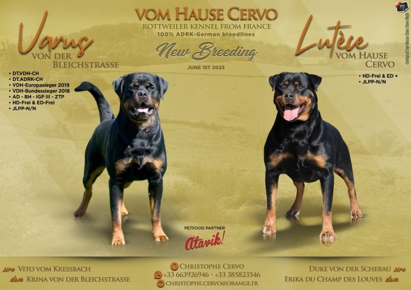 chiot Rottweiler Vom Hause Cervo