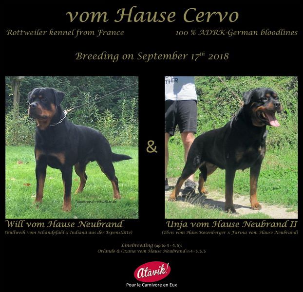 Vom Hause Cervo - Rottweiler - Portée née le 21/11/2018