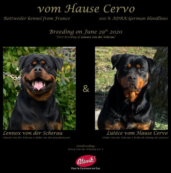 Vom Hause Cervo - Rottweiler - Portée née le 01/09/2020