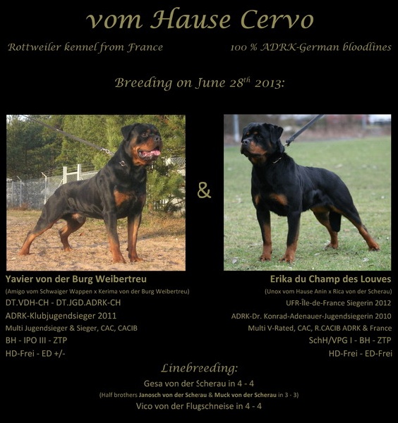 Vom Hause Cervo - Rottweiler - Portée née le 31/08/2013