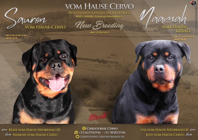 chiot Rottweiler Vom Hause Cervo