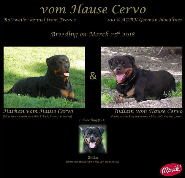 Vom Hause Cervo - Rottweiler - Portée née le 28/05/2018