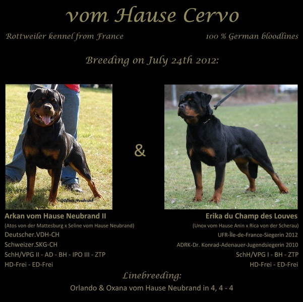 Vom Hause Cervo - Rottweiler - Portée née le 25/09/2012