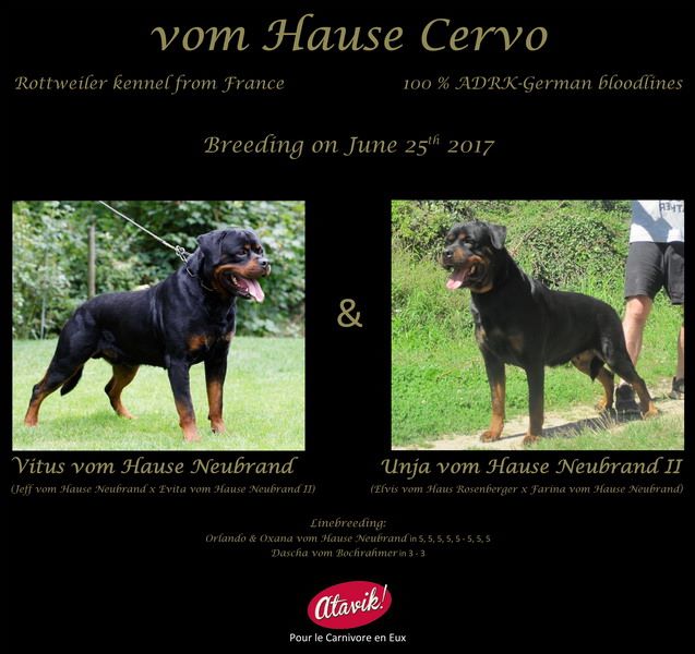 Vom Hause Cervo - Rottweiler - Portée née le 29/08/2017