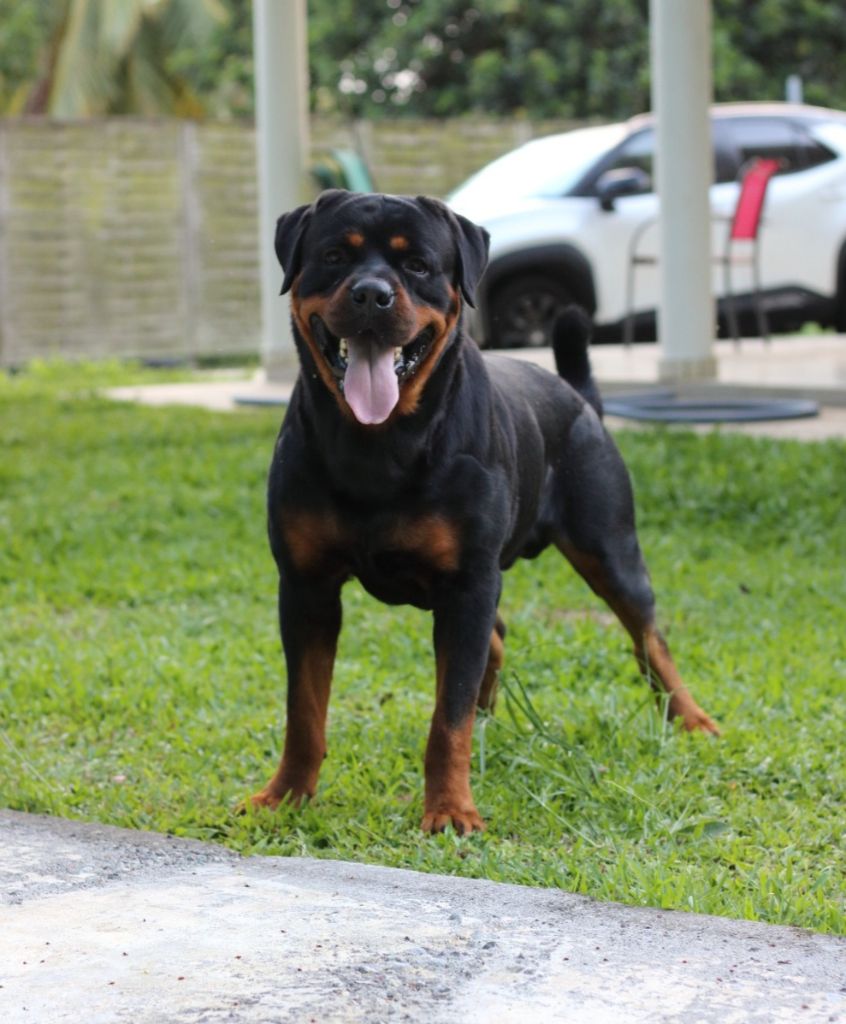 Unkas Vom Hause Cervo
