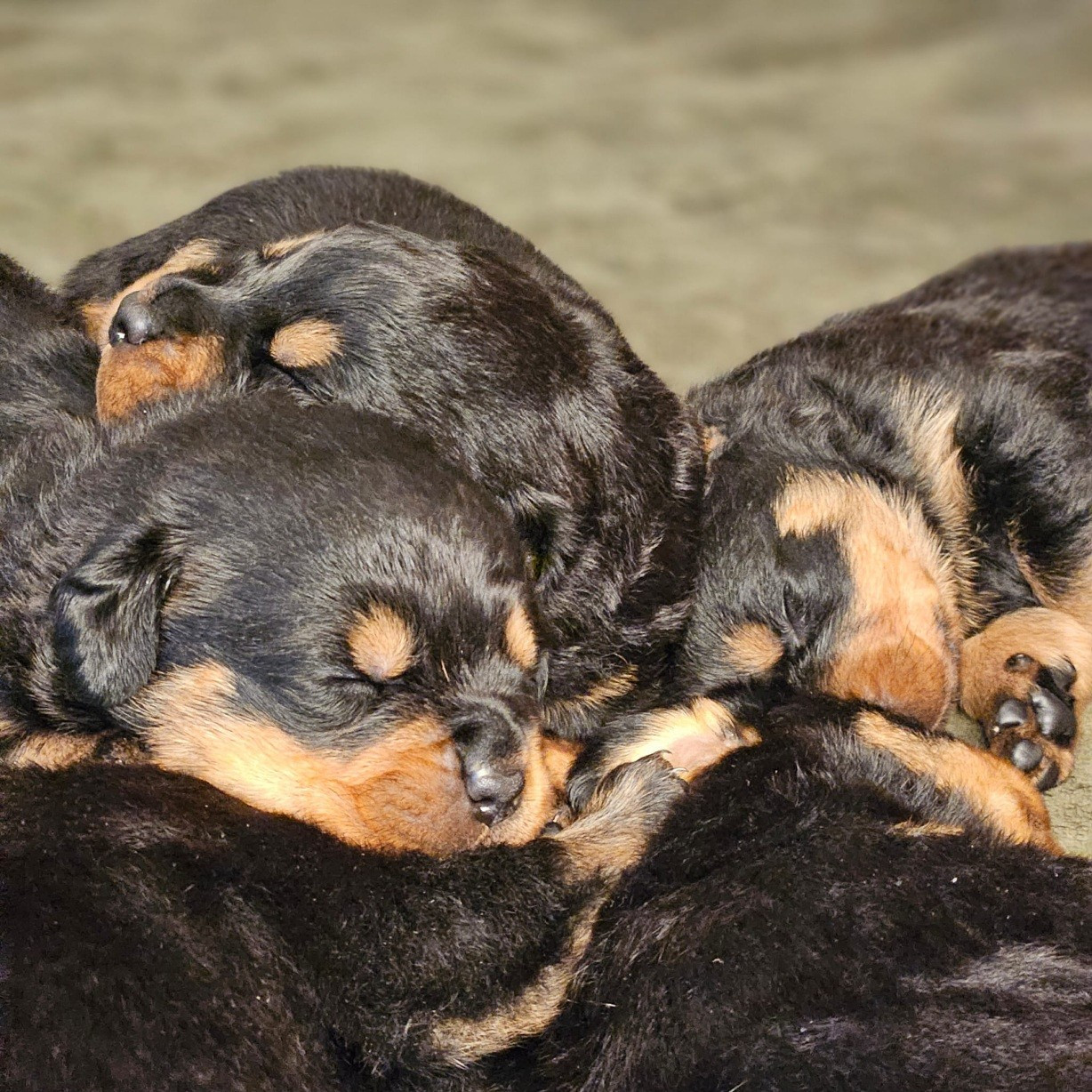 Vom Hause Cervo - Rottweiler - Portée née le 09/09/2025