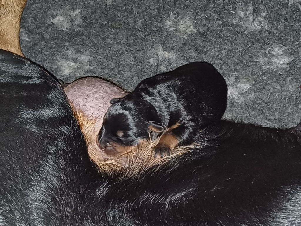 Vom Hause Cervo - Rottweiler - Portée née le 06/04/2025