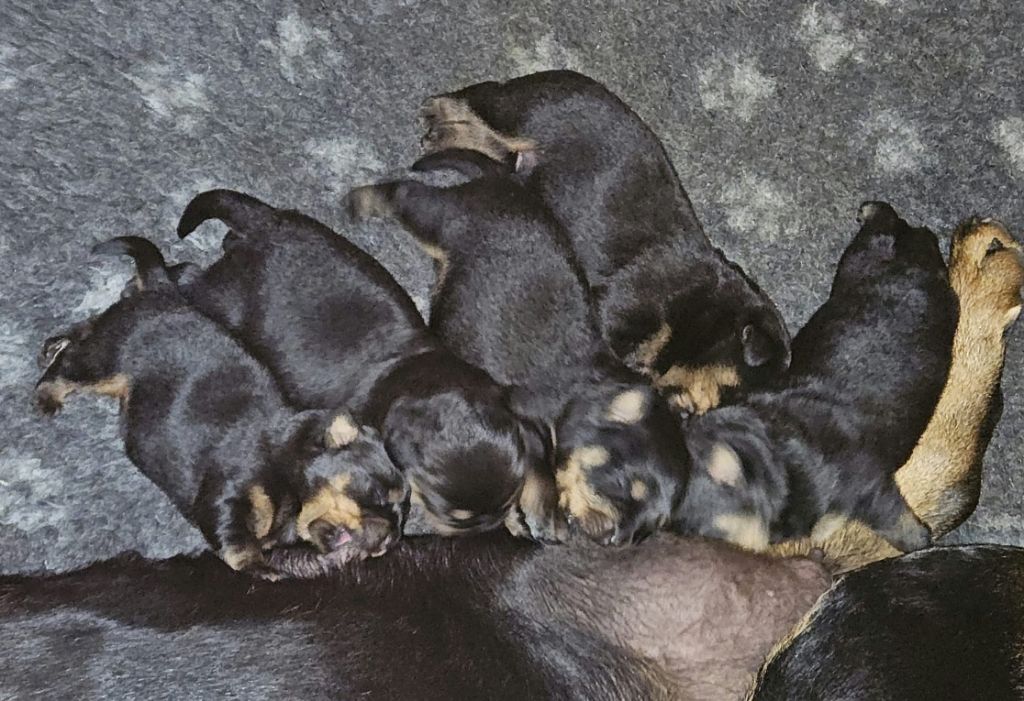 Vom Hause Cervo - Rottweiler - Portée née le 24/05/2025