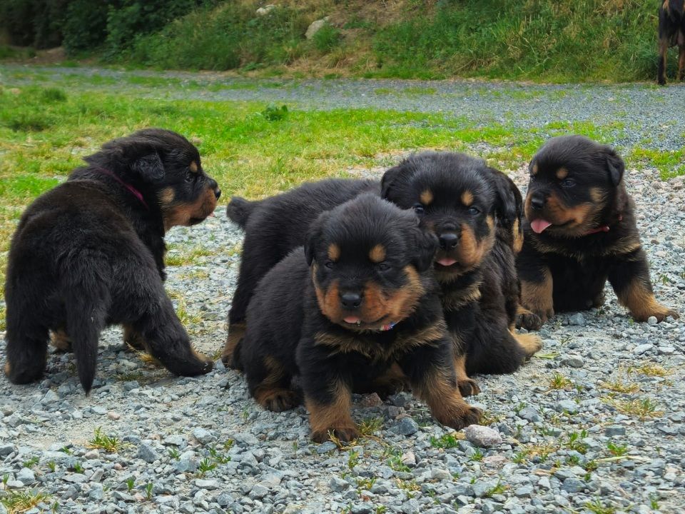 Vom Hause Cervo - Rottweiler - Portée née le 06/05/2025